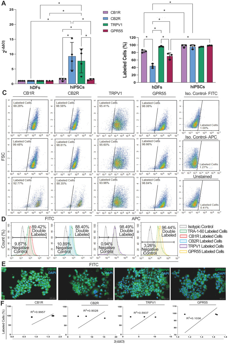 hiPSCs carry cannabinoid receptors. A hiPSCs express CB1R, CB2R, TRPV1 and GPR55 relative to hDF. B Homogenous high percentage of CB1R, CB2R, TRPV1 and GPR55 distribution on hiPSCs by FCM. C CB1R, CB2R, TRPV1 and GPR55 immune distribution in hiPSCs by FCM. D Representative diagram for co-distribution of CB1R, CB2R, TRPV1 and GPR55 and stemness marker TRA-1-60 on hiPSCs by FCM. E Nucleo-cytoplasmic (arrow) labeling of CB1R, CB2R, TRPV1 and GPR55 on hiPSCs by IF. Scale bar is 50 μm. F Positive correlation for CB1R, CB2R, TRPV1 and GPR55 mRNA expression by qPCR and immunolabeling by FCM. *p < 0.05