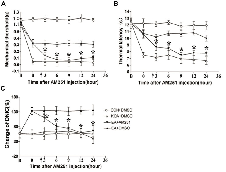 Microinjection of the CB1 receptor antagonist AM251 into the vlPAG can reversed the EA effect on pain hypersensitivity and DNIC function. (A) Time course of changes in the tactile threshold in KOA mice after AM251 microinjection. (B) Time course of changes in the thermal withdrawal threshold in KOA mice after AM251 microinjection. (C) Time course of changes in the DNIC function in KOA mice after AM251 microinjection. EA was administered for 30 min, after 2.5 h AM251 microinjection, as indicated by arrows. B = baseline (The baseline nociceptive thresholds and DNIC function were tested for 3 days before MIA injection, and the mean value was calculated as baseline data); Data are expressed as means ± SD (n = 8 mice in each group). *p < 0.05, compared with the EA+DMSO group.
