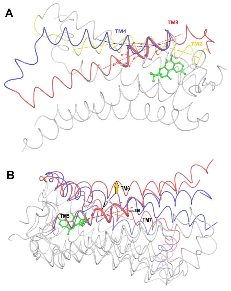 (A) Approximate projection of the mean force acting on the TM3–TM4 part of the receptor’s hydrophobic core (TM3–TM5) due to TM2–ligand head interactions along the aliphatic chain of the ligand tail (looking towards us) and perpendicular to the planar ligand head. Alpha helix TM3 (red) is sandwiched between TM2 (yellow) and TM4 (blue). Its part reinforced by three additional hydrogen bonds is marked thick. Axes of the α-helices are depicted using dashed–dotted curves. (B) Approximate projection of the mean force acting on the TM5 part of the receptor’s stiff core due to movement of TM7 towards TM5. The projection is along the aliphatic chain of the ligand tail (looking towards us) and perpendicular to the planar ligand head. Superposition of the inactive-state (blue) on active-state (red) conformations of CB1 taken from crystal complexes of CB1 with antagonist and agonist ligands. The structures are superimposed at “basement” residues 195–199 (TM3), 243–249 (TM4), and 275–289 (TM5). Axes of helices TM7 (in the active state) and TM5 are shown as dashed–dotted lines. The agonist ligand AM11542 is colored in green. The “reinforcing” hydrogen bond between the side chain of Ser284 and Ile280 is shown as a dashed line. The backbone of the loaded part of TM5 is marked thick. Leu286 in CB1 corresponds to the proline residue in other A-GPCR receptors. This residue separates TM5 into the rigid and flexible parts. Due to ligand–protein interactions, the mean force acts on TM7 towards fixed TM5 along the line of the observer’s sight, pressing TM6 out (yellow arrow).