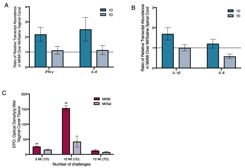 Inflammatory changes in the vaginal canal and spinal cord, and increased eosinophil activity after 10 intra-vaginal MI challenges in previously sensitized ND4 female mice. Relative transcript abundance of interferon-γ (IFN-γ) and interleukin (IL)-6 transcripts in the vaginal canal tissue (A) and IL-1β and IL-6 in spinal cord tissue (B) of MI challenged mice one and seven days after 10 challenges, normalized to β2-microglobulin mRNA levels; 5–6 mice/treatment group. Black dotted line denotes no change in the relative abundance of transcripts. (C) Tissue eosinophil peroxidase levels measured by optical density (OD)/g of wet tissue, in the vaginal canal of mice one day after the 3rd and 10th MI challenge; 3–5 mice/treatment group. Significance with respect to vehicle control group ** p < 0.01. EPO, eosinophil peroxidase.