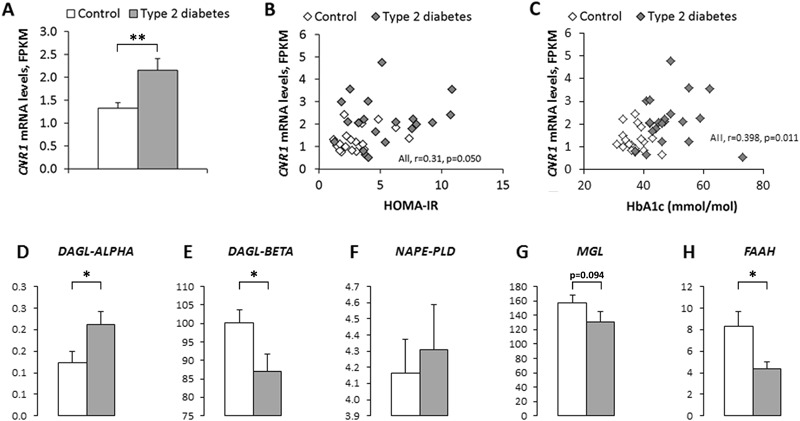 CNR1 gene expression a is elevated in type 2 diabetes subjects (n = 20) compared with control subjects (n = 20). Bivariate correlation between CNR1 mRNA expression levels in freshly harvested subcutaneous adipose tissue and HOMA-IR b and HbA1c c. Endocannabinoid-synthesizing d–f and degrading g–h enzymes are differentially expressed in SAT from type 2 diabetes subjects vs. controls. Mann-Whitney U test used to compare the differences between independent groups. * p < 0.05. SAT was freshly harvested. DAGL, Diacylglycerol lipase; NAPE-PLD, N-acyl phosphatidylethanolamine phospholipase D; MGL, Monoacylglycerol lipase; FAAH, Fatty acid amide hydrolase; CNR1, Cannabinoid receptor type 1