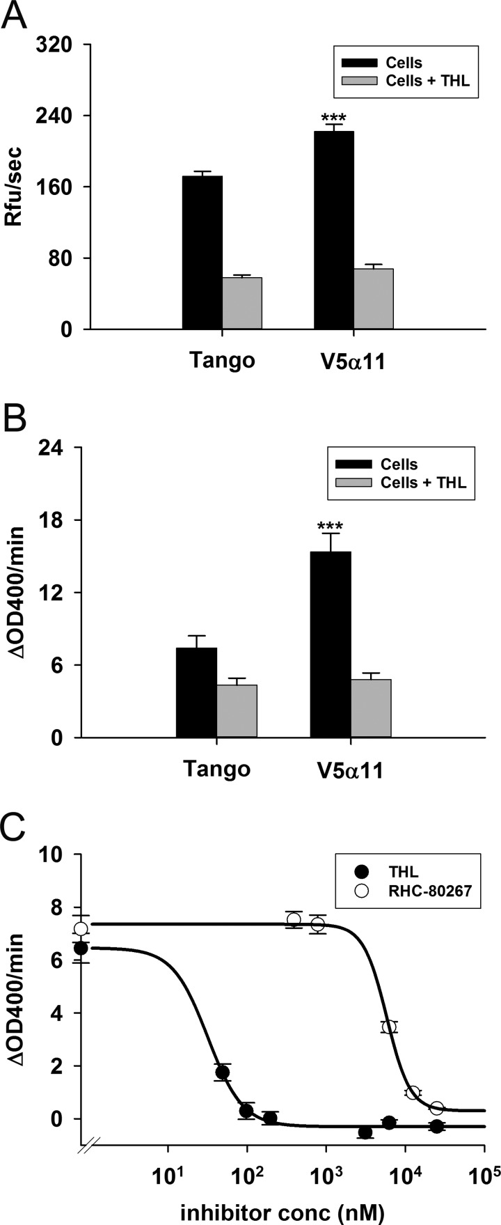 Live cell based assays to measure DAGLα activityV5α11 or parental cells (40000 cells/well, seeded and maintained overnight in 96-well plates) were washed and then incubated in the presence or absence of THL (25 μM) for 5 min. The activity was then measured using 10 μM DiFMUO (mean±S.E.M.; V5α11, n=16; parental, n=22) (A) or 500 μM PNPB (mean±S.E.M., n=9) (B). The difference in PNPB hydrolytic activity between the two cell lines was inhibited by the DAGL inhibitors RHC-80267 and THL (six replicate wells±S.E.M.) (C). The reaction rates were calculated over the first 10 min; ***P<0.001 (two-tailed t test).