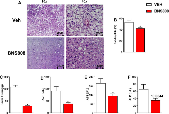 Chronic BNS808 administration (1 mg/kg/day for 24 days) reduces HFD-induced hepatic steatosis and liver injury in diet-induced obese mice. An elevated fat vacuole deposition, measured in H&E sections (A), was evident in the DIO mice treated with vehicle compared with the BNS808-treated animals on the same diet (B). Furthermore, a decrease in triglyceride content in the liver (C) as well as reductions in liver enzyme levels (ALT, AST, and ALP), measured by the COBAS C-111 Chemistry analyzer, were noticeable in the BNS808-treated mice (D–F). Data represent the mean ± SEM from at least 5 mice per group. *P < 0.05 vs vehicle-treated control.