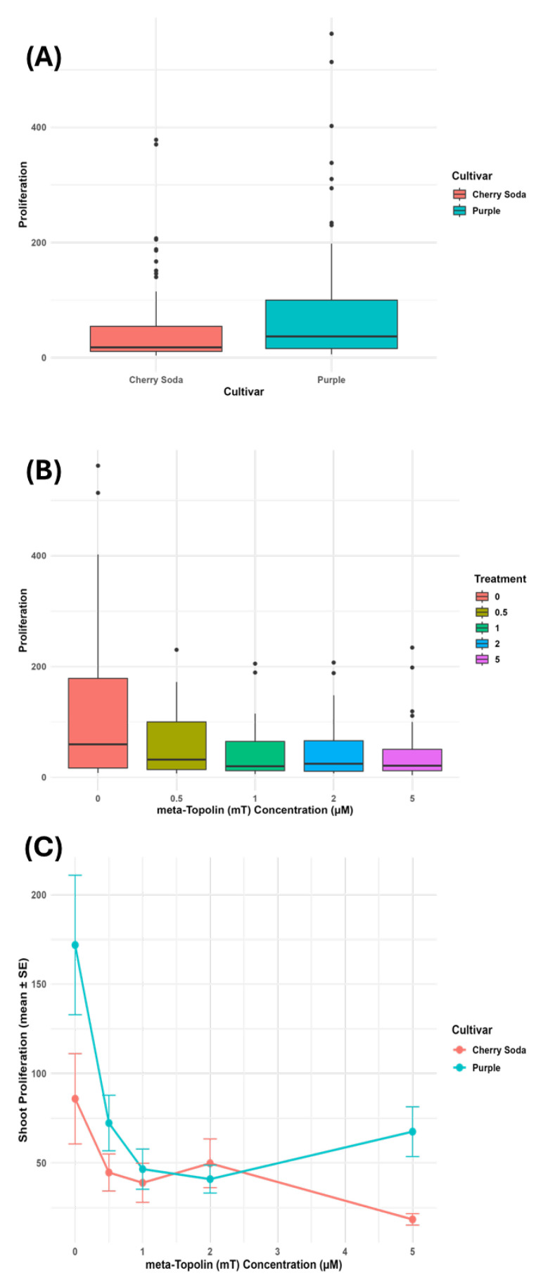 Boxplots showing shoot proliferation across cultivars (A), treatments (B), and the cultivar × treatment interaction (C). Proliferation represents the mean number of shoots per explant pooled across all four subculture periods. Values represent means and standard error (SE) from five replications per treatment. Statistical analysis was performed using two-way ANOVA to assess the main and interaction effects of cultivar and mT concentration.