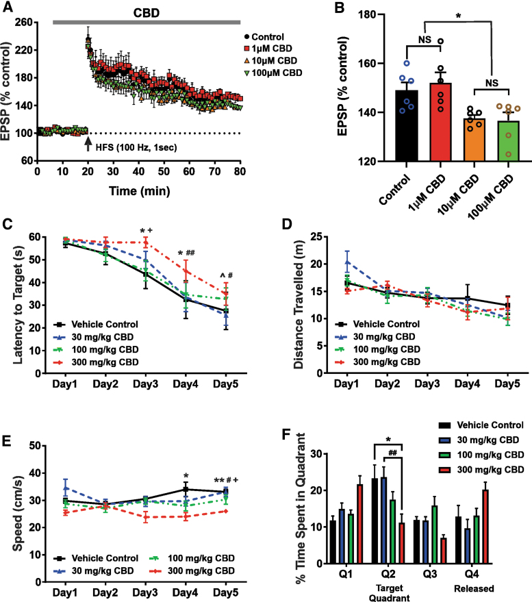 High CBD doses exert impairment of hippocampal LTP and decrease spatial learning and memory in rodents. (A, B) CBD impairs hippocampal LTP in a concentration-dependent manner. (A) LTP recorded in hippocampal slices of C3HeB/FeJ mice administered to various concentrations of CBD. HFS (100 Hz, 1 sec) of Schaffer collaterals in CA1 hippocampus led to intact LTP formation when either physiological saline or 1 μM CBD was perfused. However, 10 and 100 μM CBD resulted in inhibition of LTP maintenance. The vertical arrow in this figure indicates the time point of HFS initiation. The dotted line denotes the average of the baseline EPSP amplitude during a 10-min physiological saline infusion before HFS stimulation. (B) Summary of changes in EPSP amplitudes at 60 min after HFS among the experimental groups (n=6 per group). Each vertical bar represents the mean EPSP amplitude±SEM. NS, *p<0.05. A one-way ANOVA revealed a significant effect of CBD concentration on hippocampal LTP [F(3, 20)=(6.2558), p=0.0036]. A Tukey post hoc test revealed that CBD at concentrations of 10 and 100 μM significantly impairs hippocampal LTP compared with 1 μM CBD (p=0.0193 and p=0.0103, respectively), but not controls (p=0.0937 and p=0.0534, respectively). (C–F) High dose of CBD treatment decreases spatial learning and memory and results in slower swimming speeds of Wistar rats. Rats were injected daily with three different concentrations of CBD (30, 100, and 300 mg/kg) for 12 days. (C) A one-way ANOVA revealed a significant effect of treatment on latency to target quadrant [F(3, 12)=(6.534), p=0.0072]. A Tukey post hoc test revealed that the spatial learning and memory of animals treated with 300 mg/kg CBD were significantly impaired on days 3, 4, and 5 compared with the other groups. (D) The average distance traveled per training day, with no significant differences. (E) The average swimming speed per training day, demonstrating that the 300 mg/kg treatment group swam significantly slower on training days 4 and 5. A one-way ANOVA revealed a significant effect of treatment on the average swimming speed [F(3, 12)=(8.995), p<0.0021]. A Tukey post hoc test revealed that the 300 mg/kg treatment group swam significantly slower on training days 4 and 5. (F) A one-way ANOVA revealed a significant effect of treatment on time spent in the target quadrant [F(3, 27)=(4.011), p=0.0175]. A Tukey multiple comparisons test revealed that the group treated with 300 mg/kg CBD spent significantly less time in the target quadrant (M=11.2, SD=5.8 sec) than the vehicle control (M=23.3, SD=8.9 sec) and 30 mg/kg groups (M=23.6, SD=5.6 sec), but not the 100 mg/kg group (M=17.5, SD=5.4 sec). Data represent the mean±SEM. ^p>0.05 between vehicle control and 30 mg/kg; *p<0.05 between vehicle control and 300 mg/kg; **p<0.01 between vehicle control and 300 mg/kg; #p<0.05 between 30 mg/kg and 300 mg/kg; ##p<0.01 between 30 mg/kg and 300 mg/kg; +p<0.05 between 100 mg/kg and 300 mg/kg. EPSP, excitatory postsynaptic potential; HFS, high-frequency stimulation; LTP, long-term potentiation; SD, standard deviation.