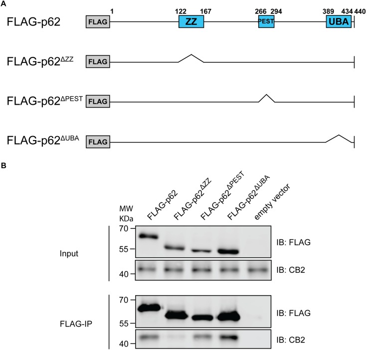 (A) Schematic illustration of Flag-p62 deletion constructs for ZZ, PEST, and UBA motifs that were used for following co-immunoprecipitation experiments to identify interaction region. (B) Stably expressing HA-CB2 HEK293 cells were transiently transfected with different Flag-p62-deletion constructs, respectively. Protein extracts were used for precipitation of Flag-p62 using Flag antibody. The expression levels in input samples for CB2 and p62 were comparable in all constructs. Immunoprecipitation result of Flag-p62 ΔZZ revealed a significantly reduced coprecipitation of CB2 indicating that this domain in p62 is involved in the interaction with CB2. Representative results of three independent experiments were presented.