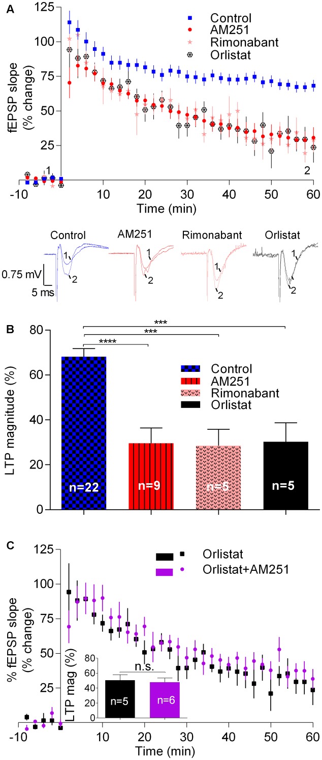 Endocannabinoids enhance LTP induced by strong-θ-burst stimulation (10 trains of 100 Hz, 4 stimuli, separated by 200 ms). (A) Time course of the averaged fEPSP slopes, and original traces of fEPSP recordings, in control conditions (no drugs) or in the presence of 1 μM AM251 (CB1R inverse agonist), 1 μM Rimonabant (CB1R antagonist), or 10 μM Orlistat (a fatty acid synthesis inhibitor). (B) Quantification of LTP magnitude under the indicated drug conditions. ∗∗p < 0.01; ∗∗∗p < 0.001 (F(7,91) = 11.0, one-way ANOVA with Sidak’s correction). (C) Non-additivity of the inhibitory effect of AM251 and Orlistat, when added together. ns: p > 0.05 (F(4,5) = 1.4, Student’s t-test). Data for Orlistat in (A) and (C) (time course) and in (B) and (C) (LTP magnitude) are repeated to allow comparison between the action of Orlistat in the absence or presence of AM251. For further details see legend to Figure 1.