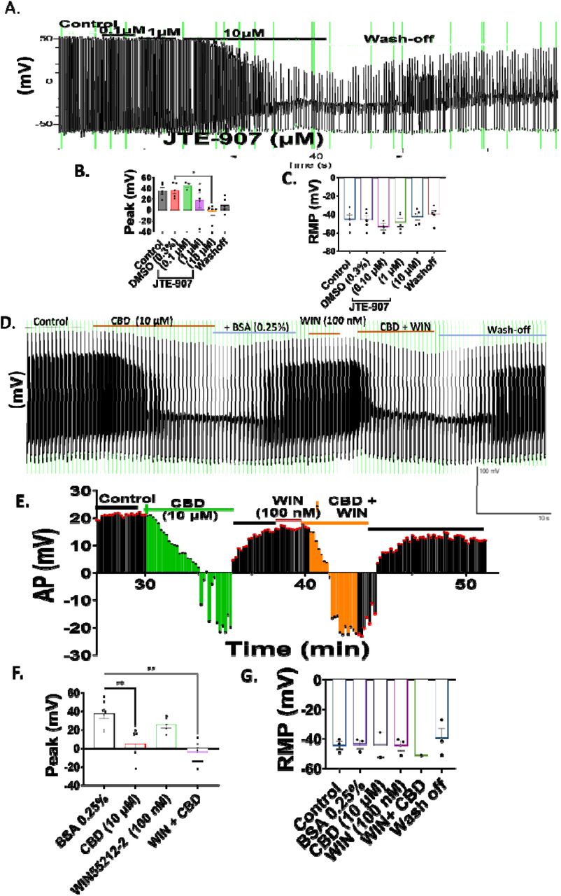 Effects of cannabinoid ligands on neuronal firing.(A-D) Effects of JTE907, an inverse CB2 agonist, on neuronal firing. (A) Example trace showing the effects of 0. 1 µM, 1 µM and 10 µM JTE907. (B) Overlaid traces of the same recording. (C-D) Summary graphs showing the (C) peak action potential amplitude and (D) RMP. (E-I) Effects of 100 nM WIN55,212-2 (WIN), a non-selective cannabinoid receptor agonist on neuronal firing. (E) Example trace showing the reversible effects of 10 µM CBD and 10 µM CBD/100 nM WIN combined. (F) Overlaid traces of the same recording. (G) Kinetics profile comparing 10 µM CBD, 100 nM WIN and 10 µM CBD/100 nM WIN combined. Note the more rapid block by CBD/WIN combined compared to CBD alone. When WIN is applied without CBD, it has no effect. (H-I) Summary graphs showing the (H) peak action potential (AP) amplitude and (I) resting membrane potential (RMP; n = 3-5). All washes with 0. 3% DMSO/ 0. 5% BSA. Data presented as mean ± SEM (Individual data points overlaid). *p<0. 05, **p<0. 01, ***p<0. 001.