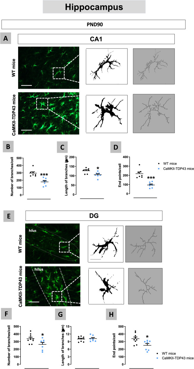 Morphological analysis (number and length of branches and counting of endpoints) of astrocytes, using GFAP immunofluorescence, in the hippocampus (CA1 (panels A–D) and dentate gyrus (panels E–H)) of FTD and wildtype male mice at PND90, including representative microphotographs (panels A,E) for each genotype and hippocampal region (scale bar = 100 μm and 500 μm). Details in the text. Data were expressed as means ± SEM and were analysed by Student’s t-test (*p < 0.05, ***p < 0.005 versus wildtype mice)