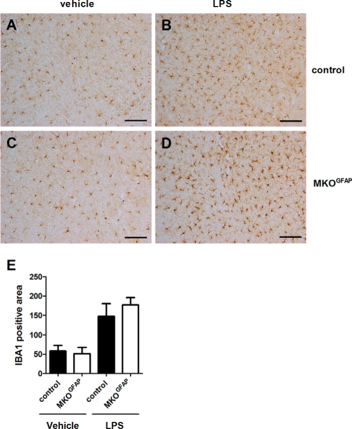 Microglia activation in MKOGFAP mice upon LPS treatment. Mice were treated with vehicle or 0.5 mg/kg LPS in saline on 4 consecutive days to induce microglia activation. Representative images of microglia morphology in cortical brain sections of floxed control (A, B) and MKOGFAP mice (C, D). Mice were either treated with (A, C) vehicle or (B, D) LPS. IHC was performed using the microglial marker IBA1. The scale bar represents 100 μm. E, relative microglia density was determined by quantification of IBA1 positive areas in 5–7 cortical brain sections of each mouse (3 mice per genotype and treatment) with ImageJ software. Data are represented as means ± S.D.