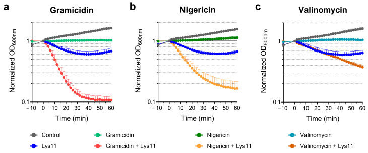 Bacteriolytic activity of endolysin Lys11 is enhanced upon PMF dissipation. Log phase cells of S. aureus strain RN4220 were collected in TSB medium supplemented with 0.5 mM CaCl2 (TSBca) and treated for 10 min with 30 µg/mL gramicidin (a), 10 µM nigericin (b) or 20 µM valinomycin (c). Cells treated with valinomycin were first supplemented with 200 mM KCl. After ionophore treatment, 100 nM Lys11 was added to cells, and lysis was monitored by following the optical density at 600 nm (OD600nm). Ionophore solvents and endolysin buffer were added to “Control” curves. Endolysin buffer was added to cells treated with the ionophore only. Time points −10 and 0 min indicate the time of ionophore and endolysin addition, respectively. OD600nm values were normalized at t = 0 min. Each curve represents means ± standard deviation from at least 4 independent experiments. For clarity, only the mean + standard deviation is represented.