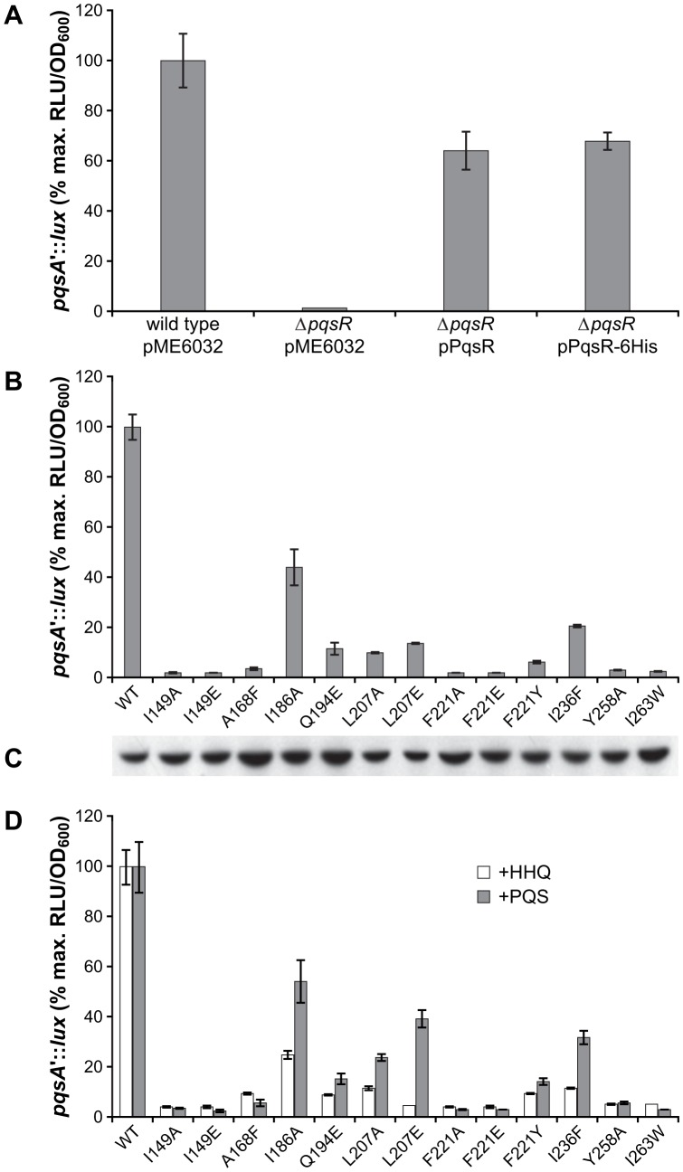 Response of PqsRCBD ligand binding site mutants to AQs.(A) PqsR-6His is functional in P. aeruginosa. The pqsR gene with or without a 6His tag on pME6032 was introduced into a P. aeruginosa pqsR deletion mutant (ΔpqsR) containing a chromosomal miniCTX::pqsA'-lux reporter gene fusion. Relative PqsR activity was determined as a % of the maximum bioluminescence produced by the miniCTX::pqsA'-lux reporter fusion in a wild type P. aeruginosa PAO1 background carrying the empty pME6032 vector; (B) Light output from the P. aeruginosa ΔpqsR miniCTX::pqsA'-lux strain transformed with one of each of the 13 site-specific mutations introduced into the PqsRCBD ligand-binding pocket. Bioluminescence is presented as % of pqsA promoter activity with respect to PAO1 ΔpqsR miniCTX::pqsA'-lux expressing the PqsR-6His protein (WT); (C) Western blot analysis confirming expression of each of the PqsR-6His mutant proteins; (D) Light output from the P. aeruginosa ΔpqsA ΔpqsH ΔpqsR miniCTX::pqsA'-lux strain transformed with either the gene coding for PqsR-6His or one of the 13 site-specific mutants and supplemented with either HHQ or PQS (40 µM). Bioluminescence is presented as % of pqsA promoter activity with respect to the P. aeruginosa ΔpqsA ΔpqsH ΔpqsR miniCTX::pqsA'-lux strain expressing PqsR-6His.