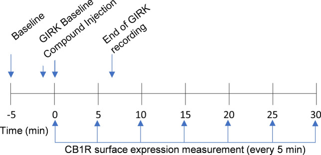 Experimental timeline for CB1R GIRK channel response quantification and internalization imaging. GIRK channel and CB1R internalization experiments were run separately but compared here for reference. Baseline images of AtT20-SEPCB1 cells were taken 5 min before exposure to a cannabinoid. Basal GIRK channel activity was recorded for 36 s prior to compound injection. The change in fluorescent signal, representing CB1R surface expression, was imaged at compound injection and every 5 min thereafter for 30 min. GIRK channel responses were recorded every 9 s for 240 s (i.e., 6 min) after compound exposure.