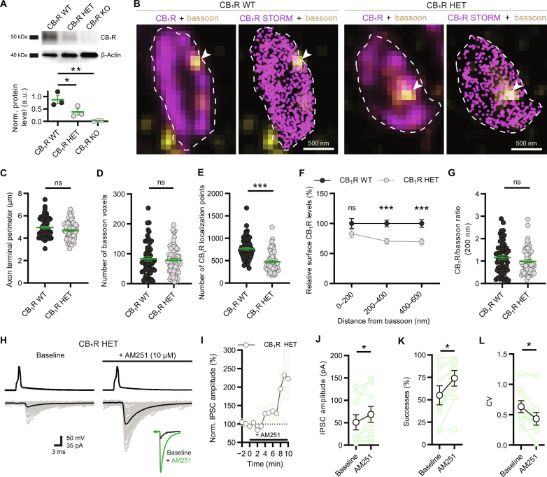 Selective reduction of extrasynaptic CB1R abundance does not affect the cannabinoid tone.(A) Western blot of WT, CB1R heterozygotes (HET), and CB1R KO hippocampal lysates (n = 3 animals per genotype, *P = 0.046 between WT and HET, **P = 0.04 between WT and KO, one-way ANOVA with Dunnett’s multiple comparisons test). (B) Confocal images show immunolabeling for CB1R (magenta) and the active zone (arrowhead) labeled via bassoon protein (yellow), whereas the corresponding STORM super-resolution images display the nanoscale distribution of CB1Rs in axon terminals. (C) Summary graph of the perimeter of axon terminals in WT and HET samples (WT: n = 57 boutons, HET: n = 71 boutons, Pns = 0.18). (D) Summary graph of the number of bassoon-positive voxels shows identical active zone size in the axon terminals of WT and HET mice (Pns = 0.94). (E) Summary graph of the total number of CB1R localization points (NLP) on axon terminals measured with STORM (***P < 0.0001). (F) Summary graph of distance-dependent decrease of CB1Rs on the surface of boutons in HET mice (0 to 200 nm: Pns = 0.08, 200 to 400, 400 to 600 nm: ***P < 0.0001). (G) Summary graph of nanoscale CB1R/bassoon ratio in the vicinity (200 nm) of the active zone (Pns = 0.17). (H) Representative traces from paired recordings obtained from HET mice before and after the application of AM251. (I) Summary plots of whole experiments show increase of IPSC amplitudes in HET samples after AM251 application. (J) Summary graph of IPSC amplitudes before and after application of AM251 in HET (n = 9 pairs, *P = 0.04). (K) Summary graph of successful postsynaptic events in HET (*P = 0.02). (L) Summary graph of CV values in HET (*P = 0.02). Graphs show means ± SEM with individual values. [(C) to (G)] Mann-Whitney U test; [(J) to (L)] Wilcoxon signed-rank test.