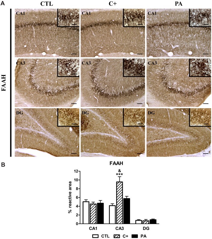 Immunohistochemical expression of FAAH in dorsal hippocampus. (A) Representative photomicrographs showing positive immunostaining of FAAH in CA1, CA3, and DG regions of the dorsal hippocampus in the different groups (CTL, C+, and PA). Scale bars = 15 and 3 μm in insets. (B) Quantification of FAAH, as the percentage of stained area over the total area of the region of interest, in CA1, CA3, and DG regions of the dorsal hippocampus in the different experimental groups. Bars and error bars show the mean + SEM of 5–7 observations per rat of a total of six animals per group. ∗∗∗p < 0.001 vs. CTL; &p < 0.05 vs. PA. CTL, control group; C+, cesarean section group; PA, perinatal asphyxia group; CA1, cornu ammonis 1; CA3, cornu ammonis 3; DG, dentate gyrus.