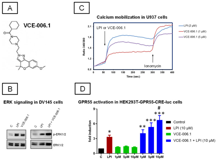 (A) Chemical structure of VCE-006.1. (B) VCE-006.1 and LPI induces ERK1/2 activation in DU145 cells. The cells were stimulated as indicated and the expression of phospho-ERK1/2 and total ERK1/2 determined by immunoblots. (C) VCE-006.1 and LPI induces [Ca2+] immobilization in U937 cells. U937 cells were loaded with Indo1-AM, treated with the compounds, and the calcium mobilization was measured by ratiometric fluorescence as indicated under Materials and Methods. (D) GPR55 activity of VCE-006.1 at different concentrations (1, 5, and 10 µM) in the absence or the presence of 10 µM LPI on HEK293T-GPR55-CRE-luc cells. Results are expressed as the fold induction of GPR55 activity and represent means ± SEM of data generated in 6 independent experiments, each conducted in triplicates. Statistical significance was determined by one-way ANOVA followed by the Tukey test (* p < 0.05, ** p < 0.01, *** p < 0.005 vs. control (basal) and VCE-006.1 alone; # p < 0.05 vs. LPI and VCE-006.1 (1 µM) + LPI).