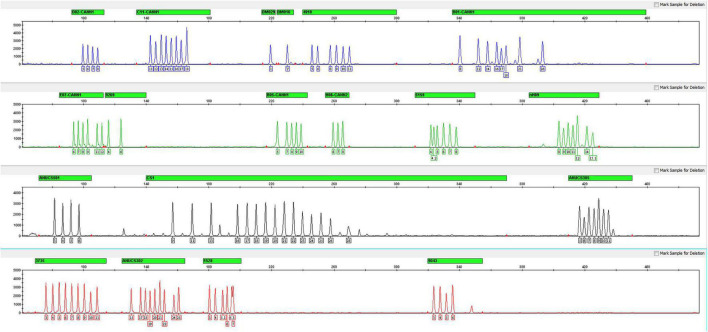 Electropherogram of the allelic ladder designed for the Cannabis sativa 19-plex typing system.