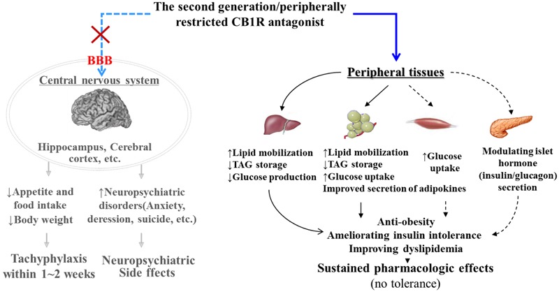 Pharmacological mechanism of peripherally acting cannabinoid receptor 1 (CB1R) antagonist. By specifically acting on the CB1R in peripheral tissues such as the liver, adipose tissue, muscle, and pancreatic β cells, peripherally restricted CB1R antagonists have the potential to combat obesity and related metabolic disorders without producing adverse central nervous system effects. Black bold line, direct roles; black dotted line, indirect roles or roles that require further confirmation. CB1R, cannabinoid 1 receptor; BBB, blood–brain-barrier; TAG, triglycerides.