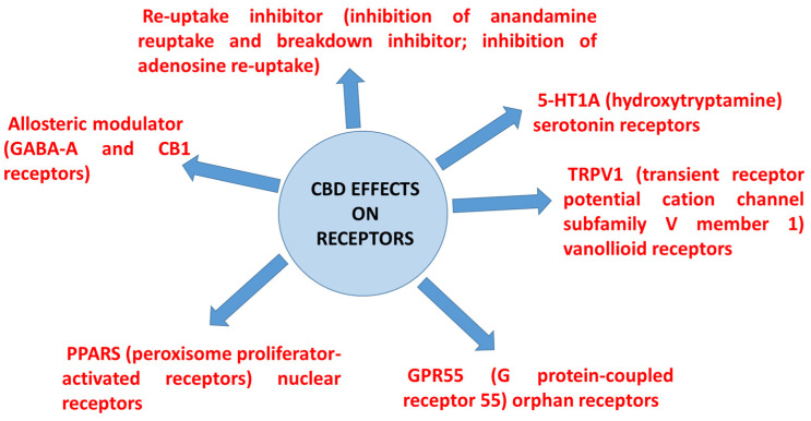 CBD effects on some receptors in addition to CB1 and CB2 receptors.