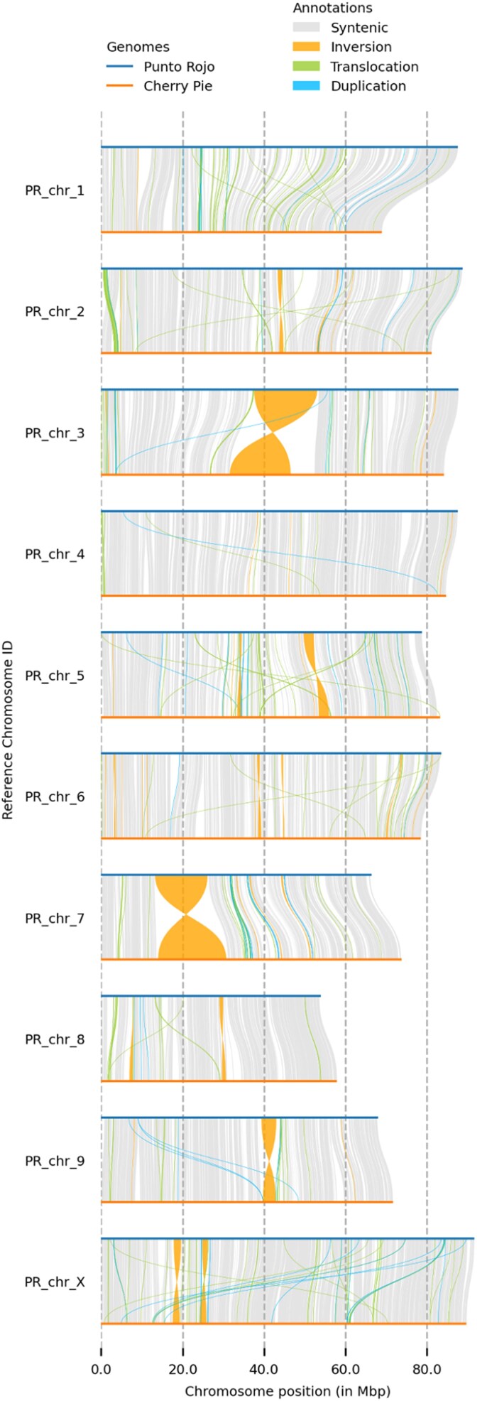 Synteny and rearrangement between PR and CP homologs, filtered above 100 kb.