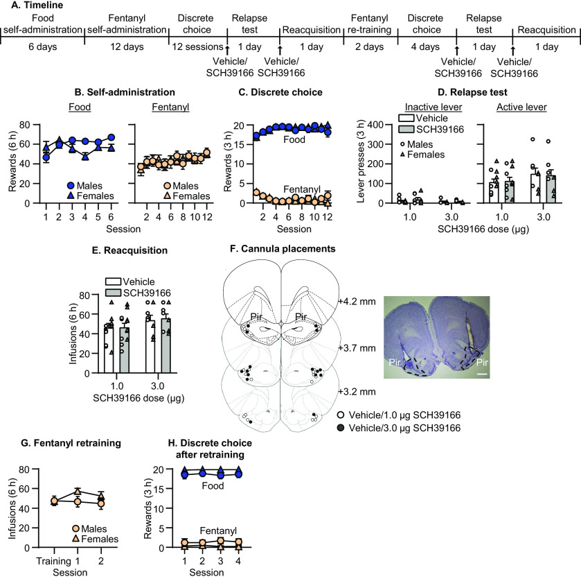 Effect of dopamine D1 receptor blockade in Pir on relapse to fentanyl seeking. A, Timeline of experiment 4. B, Self-administration. Number of reinforced responses (food: 5 pellets/reinforcer; fentanyl 2.5 μg/kg/infusion) during the 6-h sessions. C, Discrete choice (voluntary reduction in self-administration). Number of food-reinforced responses and fentanyl infusions earned during the 3-h choice sessions (20 trials/session). D, Relapse test. Number of inactive (left) and active (right) lever presses during the 3-h test session after vehicle or SCH39166 injections in Pir. E, Reacquisition test. Number of fentanyl infusions (2.5 μg/kg/infusion) during the 6-h session after vehicle or SCH39166 injections in Pir (n = 8–11 per group in D, n = 8–12 per group in E, mixed within/between-subjects design). Data are mean ± SEM. Individual data are shown separately by sex (males = circles, females = triangles) in D, E. F, Images showing placement of cannula into Pir at 1.25× magnification (scale bar = 1 mm). Placements are shown with white (vehicle/1 μg SCH39166) or black (vehicle/3 μg SCH39166) circles. G, Mean number of fentanyl infusions during last three sessions of training phase and two sessions of self-administration retraining. H, Number of food and fentanyl rewards during four choice sessions after fentanyl retraining.