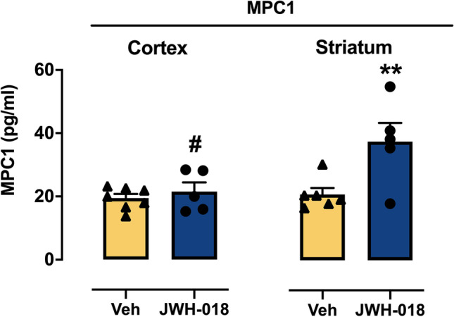 Levels of chemoattractant protein MPC1 in the cortex and striatum of adult mice after adolescent exposure to JWH-018. Adolescent JWH-108 IVSA significantly increased the levels of MPC1 in the dorsal striatum at adulthood. The increase of MPC1 is higher in the striatum than in the cortex of JWH-018 mice. Data are expressed as mean ± SEM of MPC1 levels, expressed as pg/ml. **p < 0.01 compared to Veh group; # p < 0.01 compared to striatum of JWH-018 group (two-way ANOVA; Tukey’s post hoc test); JWH-018: n = 5; Veh: n = 7