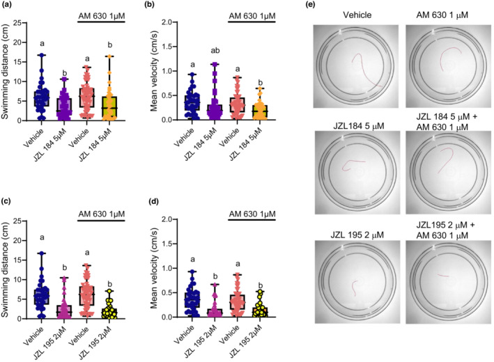 Reductions to swimming performance caused by singular MAGL or dual FAAH/MAGL inhibition are still observed when blocking CB2R. Escape swimming in response to an acute touch stimulus was assessed in zebrafish embryos at 2 days post‐fertilization (dpf). The effect of ~24‐h drug treatment on embryonic escape swimming distance (cm) and mean velocity (cm/s) was measured, and mean ranks of treatment groups were compared against each other. In each respective treatment group, the horizontal line within its boxplot represents the median value which is surrounded by the interquartile range, while the error bars represent the maximum and minimum values. (A, B) The effects of the vehicle control (n = 35), 5 μM JZL 184 (n = 36), 1 μM AM 630 (n = 52), and 5 μM JZL 184 in the presence of 1 μM AM 630 (n = 36) on escape swimming was compared. (C, D) The effects of the vehicle control (n = 35), 2 μM JZL 195 (n = 36), 1 μM AM 630 (n = 52), and 2 μM JZL 195 in the presence of 1 μM AM 630 (n = 28) on escape swimming was compared. (E) Representative tracings of the swimming paths are shown for vehicle, 1 μM AM 630, 5 μM JZL 184, 5 μM JZL 184 + 1 μM AM 630, 2 μM JZL 195 and 2 μM JZL 195 + 1 μM AM 630. N = 4 experiments with 7–13 animals per experiment for each treatment. Columns which share the same letter(s) of the alphabet are not statistically different from one another (Kruskal–Wallis, followed by Dunn's multiple comparisons test—where statistical significance was determined as p < 0.05).