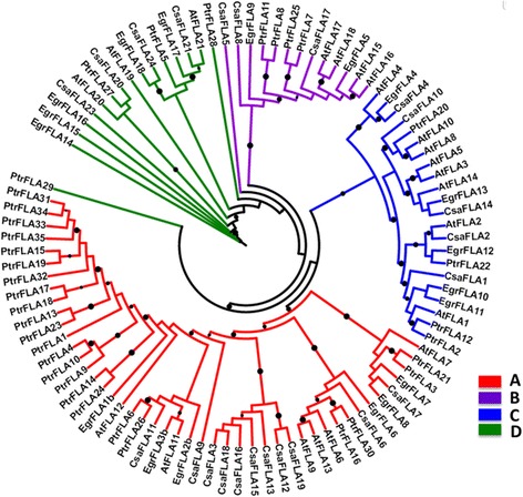The phylogenetic tree of FLA proteins from hemp, poplar, eucalypt and thale cress. The maximum likelihood tree was constructed with 23 FLA proteins in hemp, 18 in eucalypt [11], 35 in poplar [7] and 21 in Arabidopsis [5]. Only bootstrap values higher than 0.8 are here visualized as black circles (the bigger the circle, the higher the bootstrap value)