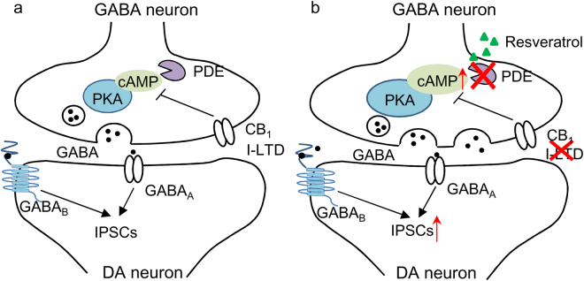 Working model of resveratrol-induced modulation of IPSCs and I-LTD in the VTA. (a) In this model, PDEs degrade cAMP in VTA GABA neurons, leading to suppression of PKA activation of GABA release. GABA activates synaptic GABAA receptors and perisynaptic GABAB receptors to produce GABAA- and GABAB-IPSCs. Activation of the Gαi/o-coupled CB1 receptor also decreases cAMP/PKA signaling in presynaptic GABA axonal terminals, leading to I-LTD. (b) The non-selective PDE inhibitor resveratrol increases cAMP/PKA signaling by inhibiting cAMP degradation. As a result, GABAA- and GABAB-IPSCs are enhanced, and CB1 receptor-mediated I-LTD is blocked. DA neuron means dopamine neuron.