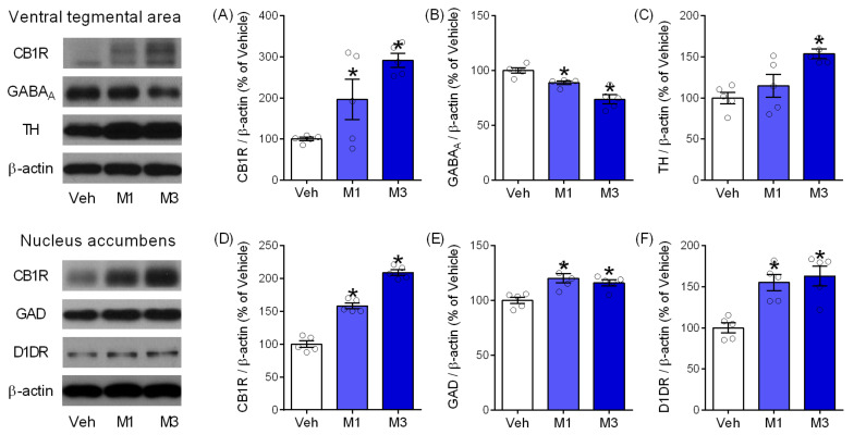 Mepirapim treatment-induced changes in the expression of proteins related to DA and GABA in mouse VTA and NAc. Mice in each group were treated with either vehicle or Mepirapim (1 and 3 mg·kg−1, i.p.) during the CPP test and tetrad test, respectively (n = 5 per group). Western blot analysis of protein expression in VTA (A–C) and NAc (D–F). Data are presented as means ± SEMs. Significant differences between the vehicle group and other groups are indicated by * p < 0.05. CB1R: cannabinoid receptor 1, D1DR: dopamine receptor D1, GABAA: γ-aminobutyric acid receptor A, GAD: glutamate decarboxylase, TH: tyrosine hydroxylase.
