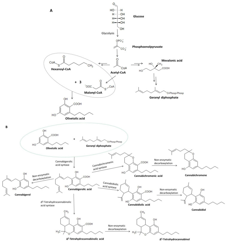 Biosynthesis of olivetolic acid and geranyl diphosphate (A) and their further transformations leading to the formation of cannabigerolic acid, including the conversion of CBGA to cannabigerol, cannabidiolic acid, cannabichromenic acid, and Δ9-tetrahydrocannabinolic acid (B) [8,30,31].