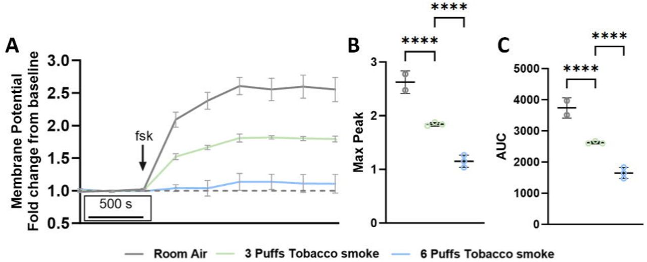 Attenuated cell membrane potential measurements of human airway epithelial cells with forskolin stimulation in response to whole tobacco smoke exposure.A) Cell membrane potential relative to non-forskolin-stimulated measurements as a function of time. Addition of forskolin (fsk) is indicated with an arrow. B) Maximum peak and C) area under curve (AUC) values were interpolated from the time curves. **** = P ≤ 0.0001.