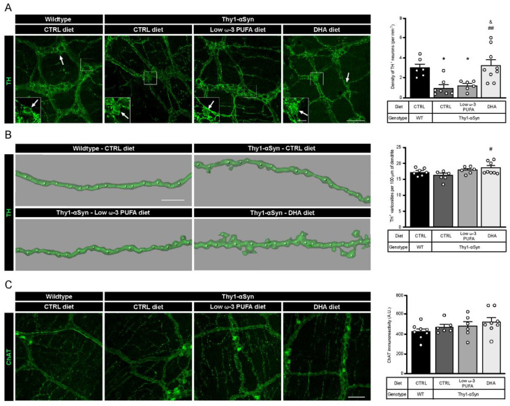A DHA-enriched diet restores dopaminergic neuron integrity. (A) Photomicrographs of enteric TH+ neurons (green) and their cell body, as indicated by the white arrow. They show a lower number of dopaminergic cell bodies in the myenteric plexus in the Thy1-αSyn model compared with the wild-type littermates. However, a DHA-enriched diet protected against the decrease in dopaminergic neuron level (one-way analysis of variance (ANOVA): p = 0.0009). Scale bar = 60 µm; Close-up scale bar = 15 µm. (B) Three dimensional images of TH+ dendrites (green) and varicosities (white dots) show an increase of varicosities per 100 μm of dendrites in transgenic mice fed with DHA-enriched diet compared to control diet. No difference was observed between the Thy1-αSyn mice and the wild-type littermates (one-way ANOVA: p = 0.0396). Scale bar = 10 μm. (C) Photomicrographs and immunoreactive quantification of ChAT (green) shows no difference between models or among dietary groups (one-way ANOVA: p = 0.2987). Scale bar = 60 μm. Tukey’s post-hoc tests: * p < 0.05 compared with wild-type mice; # p < 0.05, ## p < 0.01 compared with Thy1-αSyn on control diet; & p < 0.05 compared with Thy1-αSyn on low ω-3 PUFA diet. Abbreviations: A.U., arbitrary unit; ChAT, choline acetyltransferase; CTRL, control; DHA, docosahexaenoic acid; TH, tyrosine hydroxylase; WT, wild-type.