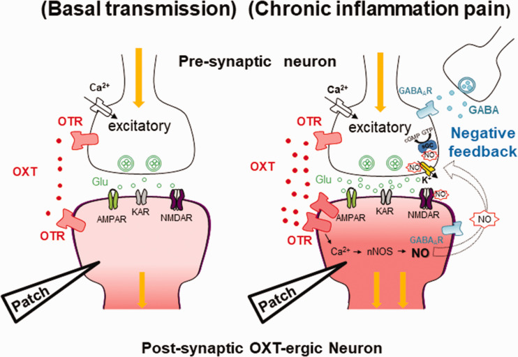 A hypothetical scheme for the excitatory system, the inhibitory system, and the feedback mechanism of OXT-ergic neurons in the hypothalamus in the rat chronic inflammation model. (Left) Basal transmission: OTR is present in both excitatory pre- and postsynaptic neurons in OXT-ergic neurons. (Right) Chronic inflammation pain: Chronic inflammation pain enhances synaptic excitatory and inhibitory transmissions. Activated OXT works as negative feedback excitatory system around itself via the OTR. The signaling pathway of the negative feedback system contributes to the nNOS to promote NO production. NO and GABA act as retrograde neurotransmitters causing negative feedback at the pre-or postsynaptic OXT-ergic neurons. GABA: γ-aminobutyric acid ; AMPAR: α-amino-3-hydroxy-5-methyl-4-isoxazolepropionic acid receptor ; KAR: Kainate type glutamate receptor ; NMDAR: N-methyl-D-aspartic acid receptor ; OXT: oxytocin; OTR: OXT receptor; nNOS: neuronal nitric oxide synthase; NO: nitric oxide.