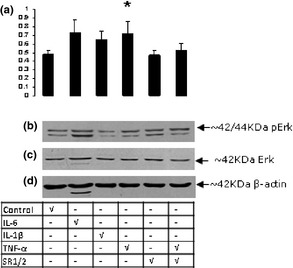 Immunoreactivity for pErk 42/44 and effects of cytokine treatment in PBMC. (a) Densitometry measurements from three experiments. TNF‐α‐stimulated cells express significantly higher pErk levels than unstimulated cells or TNF‐α‐stimulated cells in the presence of SR1 and 2 NF‐kB inhibitors, as indicated by asterisk. At 42 kDa, TNF‐α induced an increase in pErk levels (OD avg = 0.72 ± 0.14; P = 0.03) compared to unstimulated samples, and its effects were reduced synergistically by SR1 and SR2 (OD avg = 0.53 ± 0.08; 26%; P = 0.04). t‐test for independent samples with P < 0.05; n = 3. (b) Bands corresponding to pErk 42/44 were detected while (c) only bands at 42 kDa were detected for total Erk (ErK); this showed no significant change. (d) β‐actin showed no significant change.