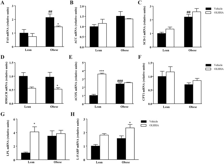 Effects of OLHHA on the mRNA of enzymes related to lipid metabolism in the liver of Zucker rats. Relative mRNA levels of FAS (A), ACC (B), SCD-1 (C), HMGCR (D), ACOX (E), CPT1 (F), LPL (H) and L-FABP (I) were determined in the lean and obese rats after a 15-day exposure to vehicle or OLHHA (5 mg kg−1, daily, i.p.). The bars are the means±s.e.m. (n=6-8 determinations per group). The data were analyzed using two-way ANOVA (treatment and genotype) and a post hoc test for multiple comparisons. ##P<0.01 and ###P<0.001 denote significant differences compared with the vehicle-treated lean rats; *P<0.05 and ***P<0.001 denote significant differences compared with the corresponding vehicle-treated group.