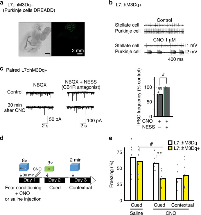 Pharmacogenetic activation of Gq pathways in Purkinje cells in vivo after fear conditioning disrupts cued fear memory retention.a Bright field and fluorescence images of mCitrine from an L7::hM3Dq+ mouse. b Paired extracellular recordings from a stellate and Purkinje cell before (top) and during (bottom) application of CNO. c Left, representative traces of IPSCs recorded from stellate cells before (top) and 30 min after (bottom) CNO application (n = 5 cells). Center, NESS0327 was present throughout the experiment (n = 4 cells). Right, effects of CNO on IPSC frequency in stellate cells normalized to control. Group comparisons by two-way RM ANOVA (#, P = 0.016) followed by Tukey’s post hoc test (§§, P = 0.002). d Protocol used for fear conditioning and memory retention testing. e Effects of DREADD activation on cued and contextual fear memories (CNO: L7::hM3Dq+ n = 8 animals, L7::hM3Dq− n = 6 animals; Saline: L7::hM3Dq+ n = 6 animals, L7::hM3Dq− n = 6 animals). Group comparisons by two-sided paired t-test (#, P = 0.024; **, P = 0.001). Data in c and e are presented as mean values ± SEM. The representative experiments in a and b have been independently replicated more than three times (see Tables S1 and S2). Statistical analysis and P and F values can be found in Supplementary Table 4 and original data in the Source Data file.