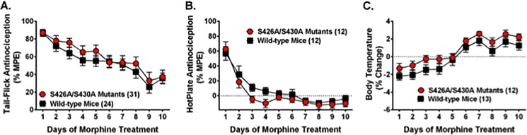 Tolerance to the antinociceptive and hypothermic effects of morphine is normal in S426A/S430A mutant mice.Tolerance to the antinociceptive and hypothermic effects of daily treatment with morphine were examined in S426A/S430A mutant mice (red line and circles) and wild-type littermates (black line and squares). Tail-flick antinociception (A), hotplate antinociception (B), and body temperature (C) were measured 60 minutes after SC injection of 10 mg/kg morphine. Data are expressed as mean ± S.E.M and sample sizes for each group are in parentheses. Data analyses were performed using two-way repeated measure ANOVAs with Bonferroni post-hoc tests.
