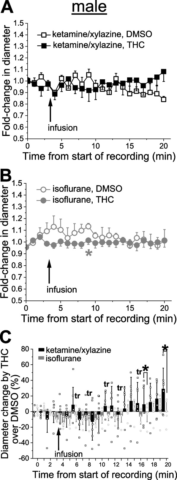 THC effect on pial arteriole diameter in male rats is influenced by anesthetics. A Averaged fold-change in male pial arteriole diameter as a function of time following carotid artery infusion of DMSO-containing saline under KX anesthesia (n = 4) or 42 nM THC under KX (n = 7). B Averaged fold-change in male pial arteriole diameter as a function of time following carotid artery infusion of DMSO-containing saline under isoflurane (n = 5), and 42 nM THC under isoflurane (n = 6). Asterisk depicts statistically significant difference in isoflurane group with p = 0.0026 by 1-tail Mann–Whitney test. C Scattered graph comparing THC effect on male pial cerebral arteriole diameter under KX versus isoflurane anesthesia. Each datapoint within each group was normalized to averaged effect of DMSO-containing saline at the same time-point within respective group. Asterisks depict statistically significant differences with p = 0.0364 by 1-tail Mann–Whitney test. tr: statistical trend with 0.05 ≤ p ≤ 0.10 by 1-tail Mann–Whitney test