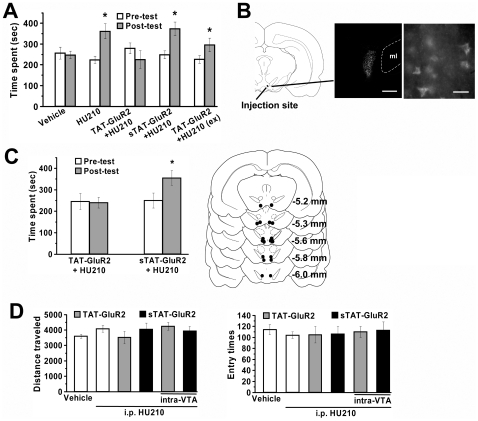 Blockade of HU210-elicited CPP by TAT-GluR2 peptide.(A) Systemic injection of TAT-GluR2 peptide, but not its scrambled version (sTAT-GluR2), blocked the acquisition, but not the expression (ex), of HU210-elicited CPP. One-way ANOVA: F 9,72 = 3.132, p<0.01. * p<0.01 versus pre-test. (B) Diffusion of the fluorescent dansyl-TAT-GluR2 in the VTA after intra-VTA injection. Diagram (left) illustrates the diffusion area shown in the fluorescent image (middle). The right photograph shows peptide transduction in individual VTA neurons. ml, medial lemniscus. Scale bars: 400 µm (middle) or 25 µm (right). (C) Bilateral intra-VTA injection of TAT-GluR2 (n = 9), but not scrambled peptide (sTAT-GluR2; n = 9), blocked HU210-elicited CPP (left graph). * p<0.05 versus pre-test. The right histograms show reconstructions of histology sections illustrating VTA injection sites. (D) Effects of various treatments on locomotor activity. Animals receiving various treatments did not show significant difference in locomotor activity on the testing day, i.e. the total distance traveled in all 3 compartments (one-way ANOVA, F 5,43 = 1.000, p = 0.430) and total entry times to each compartment (one-way ANOVA, F 5,43 = 0.164, p = 0.975).