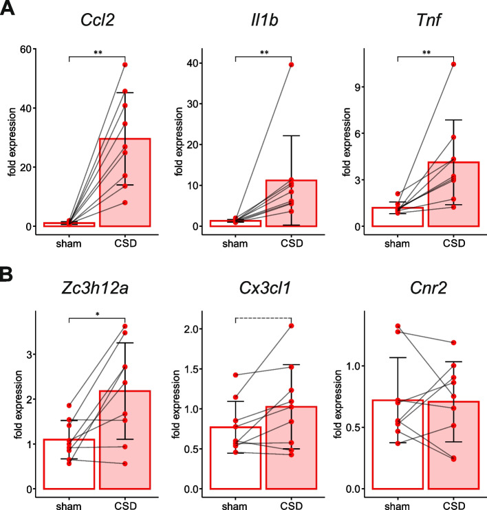 Effect of a single unilateral CSD on leptomeningeal expression of genes associated with inflammation (CSD vs sham control). Comparison of mRNA levels of pro-inflammatory cytokines Ccl2, Il1b, Tnf (A) and anti-inflammatory factors Zc3h12a, Cx3cl1, Cnr2 (B) between the meninges overlying sham-treated contralateral cortex (sham) and affected by CSD cortex (CSD) at 3 h after induction of a single unilateral CSD (n = 9). Statistical outcome is shown: *—p < 0.05, **- p < 0.005. Dashed line marks a tendency to significant difference (0.05 < p < 0.1, see the text)