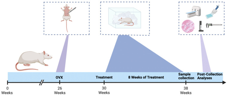 Experimental Timeline. Ovariectomy (OVX) surgeries were performed on 26-week-old Sprague–Dawley rats. This was followed by a 4-week period of post-menopausal-like bone loss. At 30 weeks rats began 8 weeks of drug treatment (THC or Air inhalation). After the drug treatment was completed, the animals were euthanized, and bone samples were harvested.