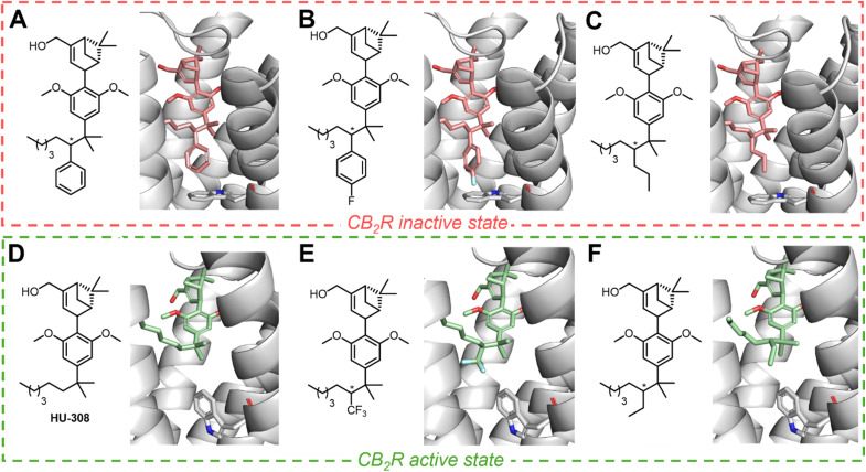 Docking studies of a representative panel of candidate molecules (A) phenyl (light red), (B) p-F-phenyl (light red), and (C) n-propyl (light red)-substituted HU-308 derivatives docked into the inactive state of the receptor (PDB: 5ZTY), displaying no major steric clashes. (D) HU-308 parent compound (mint green), (E) CF3-substituted derivative (mint green), and (F) ethyl (mint green)-substituted HU-308 derivatives only fit the active state of CB2R (PDB: 8GUS). Protein backbone atoms are represented as ribbons colored in light gray. Nitrogen and oxygen are colored blue and red, respectively.