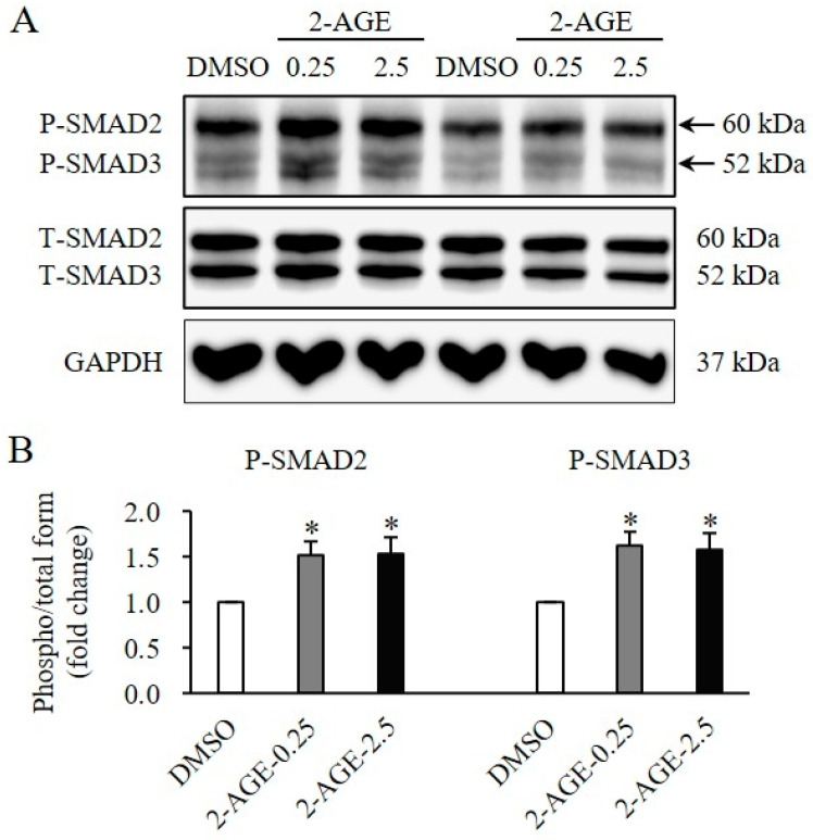 Effects of cannabinoid receptor 1 (CB1) agonist on changes of Small Mothers Against Decapentaplegic (SMAD) signaling in human dermal fibroblasts (HDFs). (A) Western blot analysis showing a significant increase in the phosphorylation levels of SMAD2 and SMAD3 in HDFs treated with 0.25 or 2.5 μM 2-arachidonyl glyceryl ether (2-AGE), a CB1-selective agonist, for 1 h compared to dimethyl sulfoxide (DMSO)-treated control cells. (B) Quantification of phosphorylated SMAD2 and SMAD3 levels. Data are presented as mean ± SD, n = 3 per group. * p < 0.05 vs. DMSO-treated control cells, which were set to 1.0.