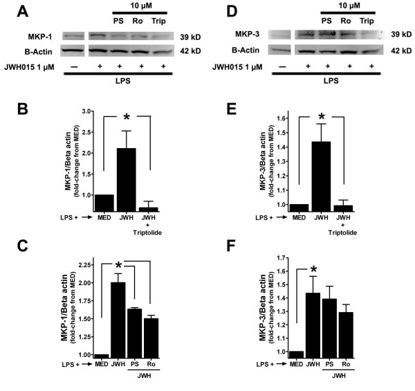 Blockade of JWH015's effects on MKP-1 and MKP-3. (A) Representative western blots of MKP-1 and beta-actin in primary microglia treated with LPS in the absence or presence of JWH015 (15 min incubation, JWH). Cells were pre-incubated with or without 10 μM PSI2106 (PS), Ro-31-8220 (Ro) or triptolide (Trip) for 30 min. (B) Triptolide (10 μM) completely blocked the MKP-1 expression induced by JWH015 (1 μM). (C) PSI2106 or Ro-31-8220 partially inhibited the MKP-1 expression induced by JWH015. (D) Representative western blots of MKP-3 and beta-actin in primary microglia treated with LPS in the absence of presence of JWH015 (15 min incubation). Cells were pre-incubated with or without PSI2106, Ro-31-8220 or triptolide (10 μM) for 30 min. (E) Triptolide (10 μM) completely blocked the MKP-3 expression induced by JWH015 (1 μM). (F) PSI2106 or Ro-31-8220 did not modify the MKP-3 expression induced by JWH015. *p < 0.05 vs. LPS + medium (MED) or LPS + JWH015 + PSI2106, Ro-31-8220 or triptolide group (indicated by the connecting lines).