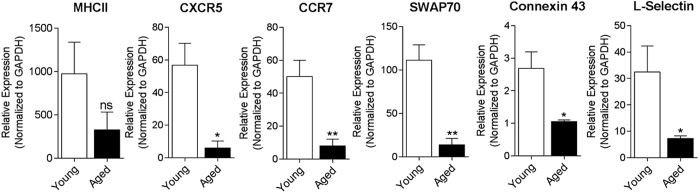 Aged mice exhibit diminished level of expression of immunomodulatory genes in the spleen in during immunization.Young and aged (20 month old) mice were immunized with P-11 vaccine at day 0, given a vaccine boost at day 14. At experimental endpoint at day 28, spleens were harvested and qPCR was performed on splenocytes using specific primers to determine the levels of immunomodulatory genes MHC II, CXCR5, CCR7, SWAP70, Connexin43 and L-Selectin. Gene expression levels were normalized to GAPDH. Results are expressed as mean ± SEM; n = 6–8/group. Statistical analysis conducted by nonparametric Mann-Whitney U test, *p < 0.05 or **p < 0.01, compared with young mice.