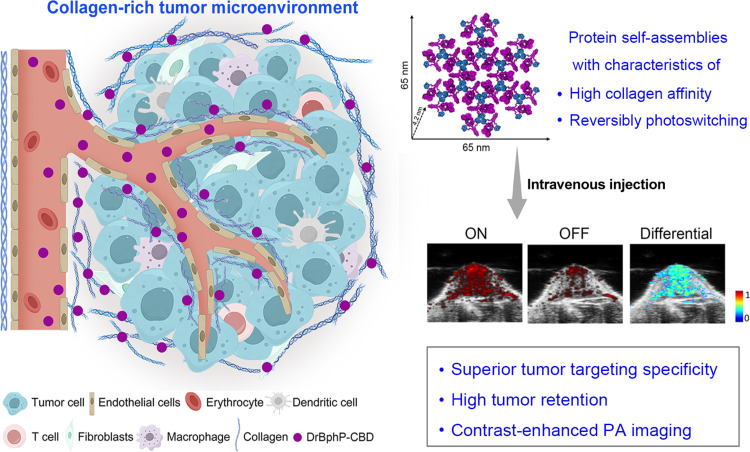 Schematic illustration of design and application of DrBphP-CBD assemblies.Engineered DrBphP-CBD self-assemblies with collagen binding affinity and reversibly photoswitching capability enhance tumor PA imaging specificity and contrast.