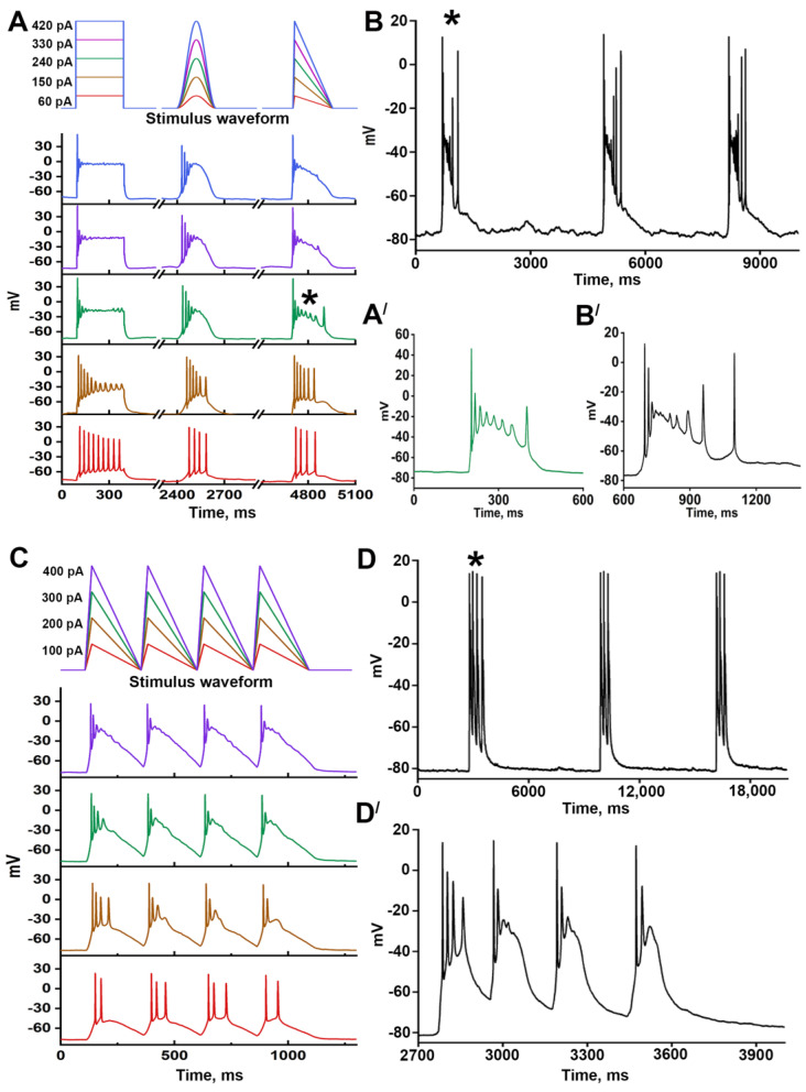 The response of neurons to different stimulation protocols: (A,C) Stimulation protocols (top panels) and corresponding responses of neurons (bottom panels); different colors of the curves correspond to different current injections. (B,D) Recordings of paroxysmal activity of representative neurons, where responses are shown in panels (A,C), respectively; (A′,B′) Enlarged images of individual PDSs marked with asterisks (*) in panels (A,B), respectively; (D′) Enlarged image of the PDS marked with the asterisk in panel (D).