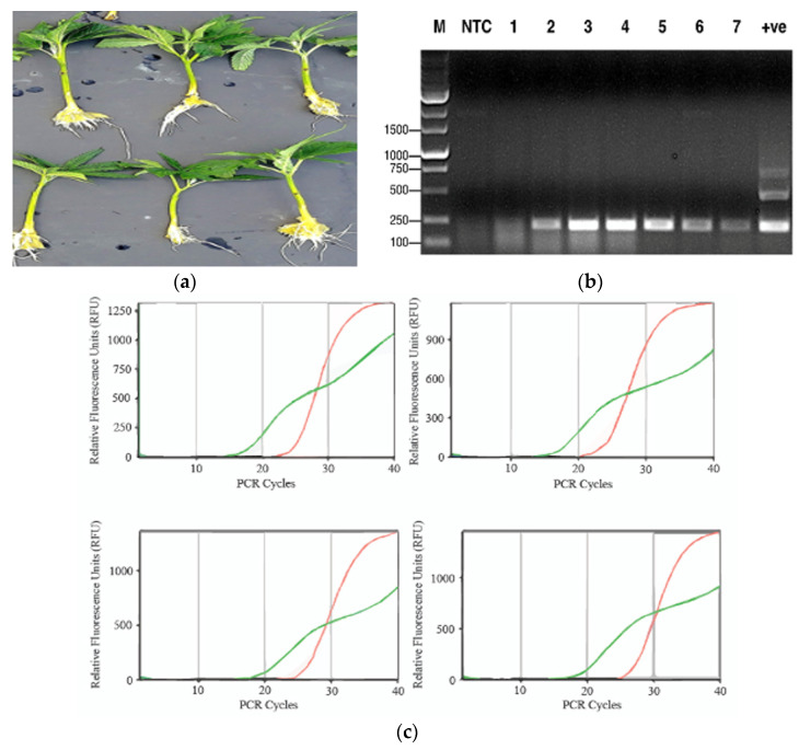 Analysis of emerging roots on cannabis cuttings for HLVd presence by RT-PCR and RT-qPCR. (a) The cuttings originated from an infected stock plant of genotype ‘Blue Dream’ and were rooted and sampled after 2 weeks. (b) Presence of a 256 bp band characteristic of HLVd was observed in 7 cuttings. Negative control = −ve. Positive control = +ve. (c) RT-qPCR with primers used to detect the presence of HLVd in root tissues from 4 infected cuttings (green line). Internal control gene cycles are shown with the red lines in each graph. Positive controls were also included in each reaction. The CT values of 15–18 indicate a high titre of the viroid in the roots of all cuttings.