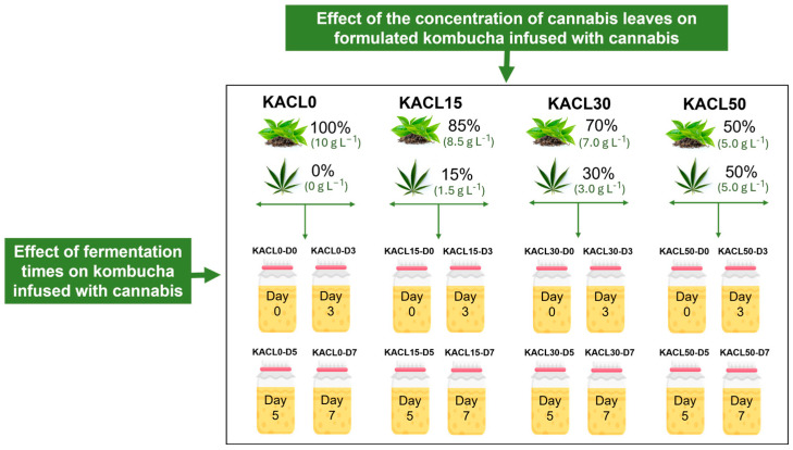 The obtained treatment of kombucha at different cannabis concentrations and fermentation times.